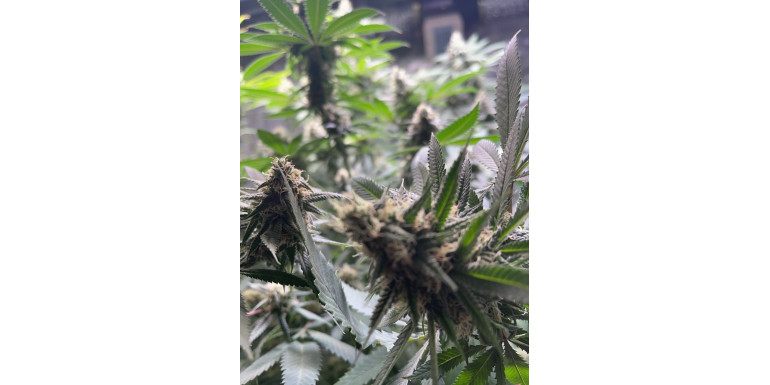 CBD vs MARIHUANA