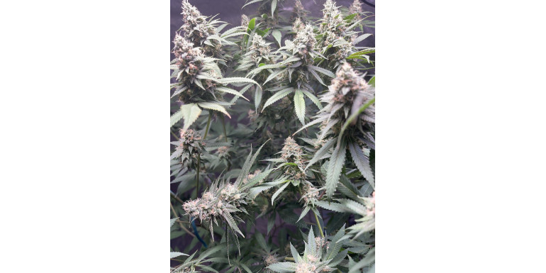 CBD a zespół nieszczelnego jelita